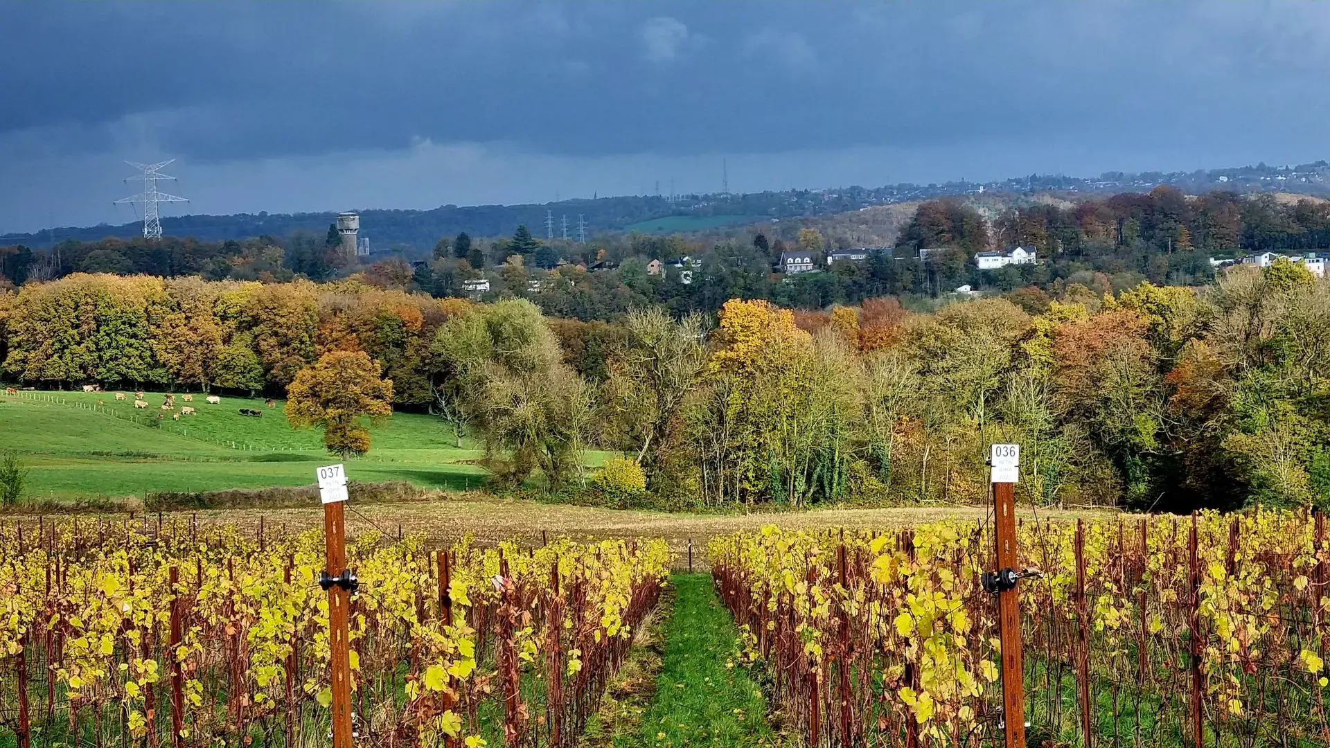 Carpe Diem, vin blanc belge du Domaine Bellum Fagetum